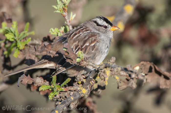 White-crowned Sparrow