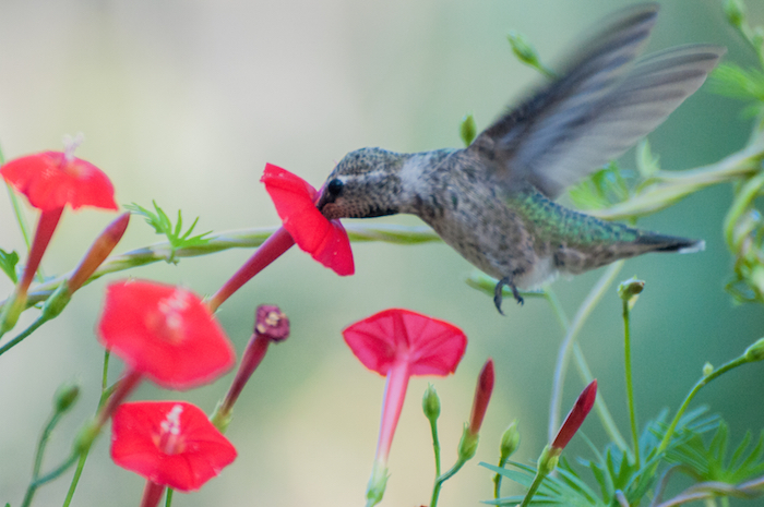 Anna's Hummingbird