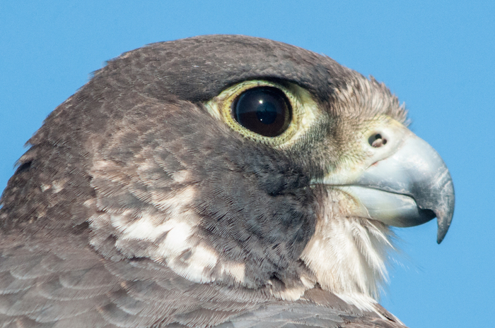 Peregrine Falcon