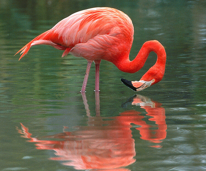 American Flamingo