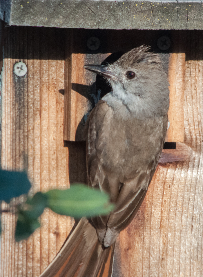 Ash-Throated Flycatcher