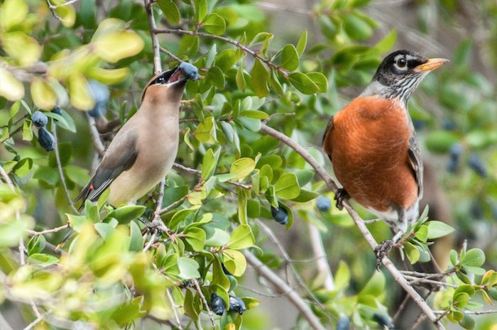 Cedar Waxwing and American Robin