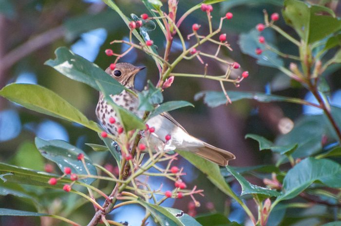 Hermit Thrush