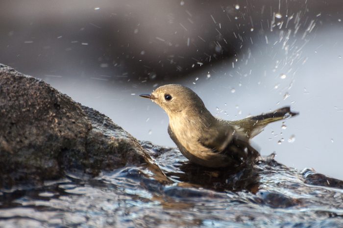 Ruby-crowned Kinglet