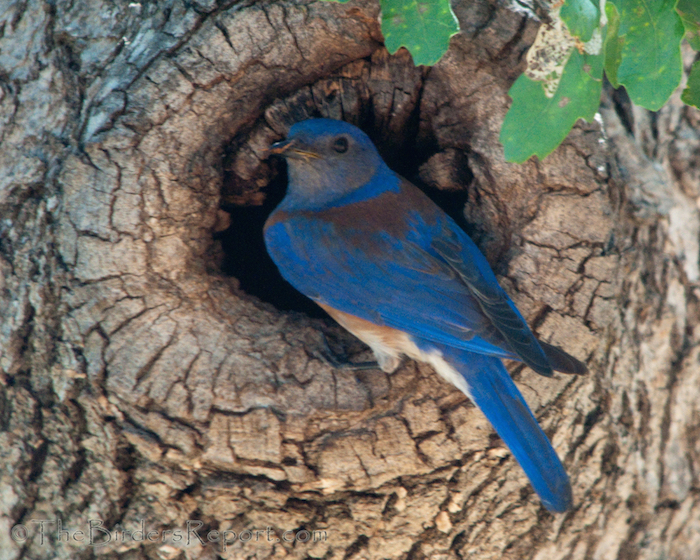 Western Bluebird Male