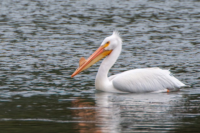 American White Pelican