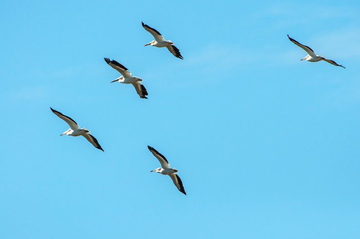 American White Pelican Group In Flight