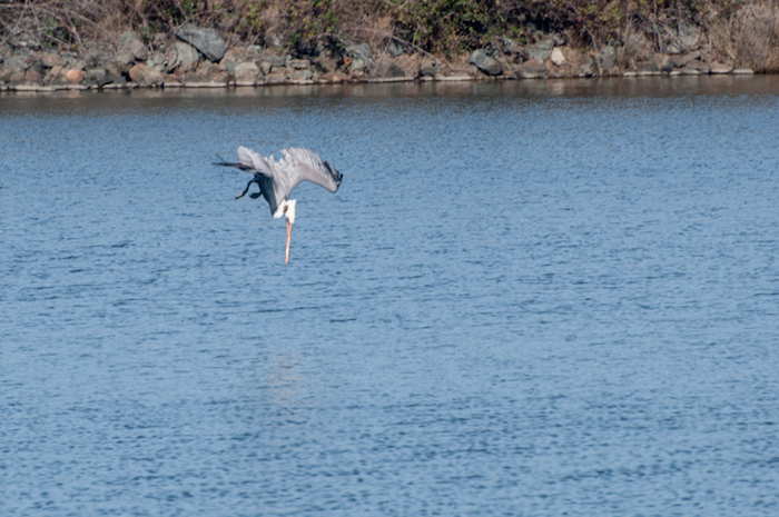 Brown Pelican Dive