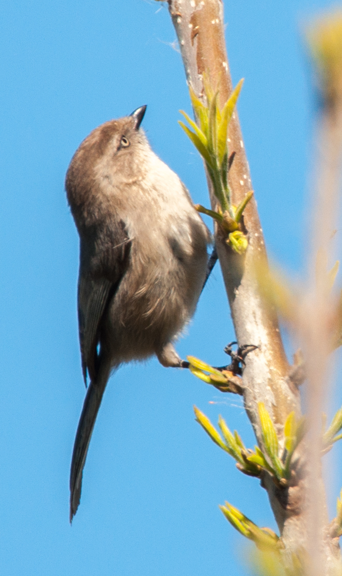 Bushtit Female