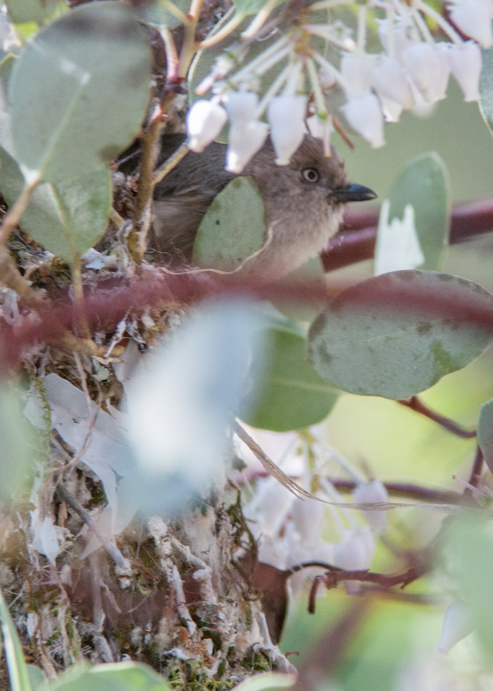 Bushtit Female Emerging From Nest