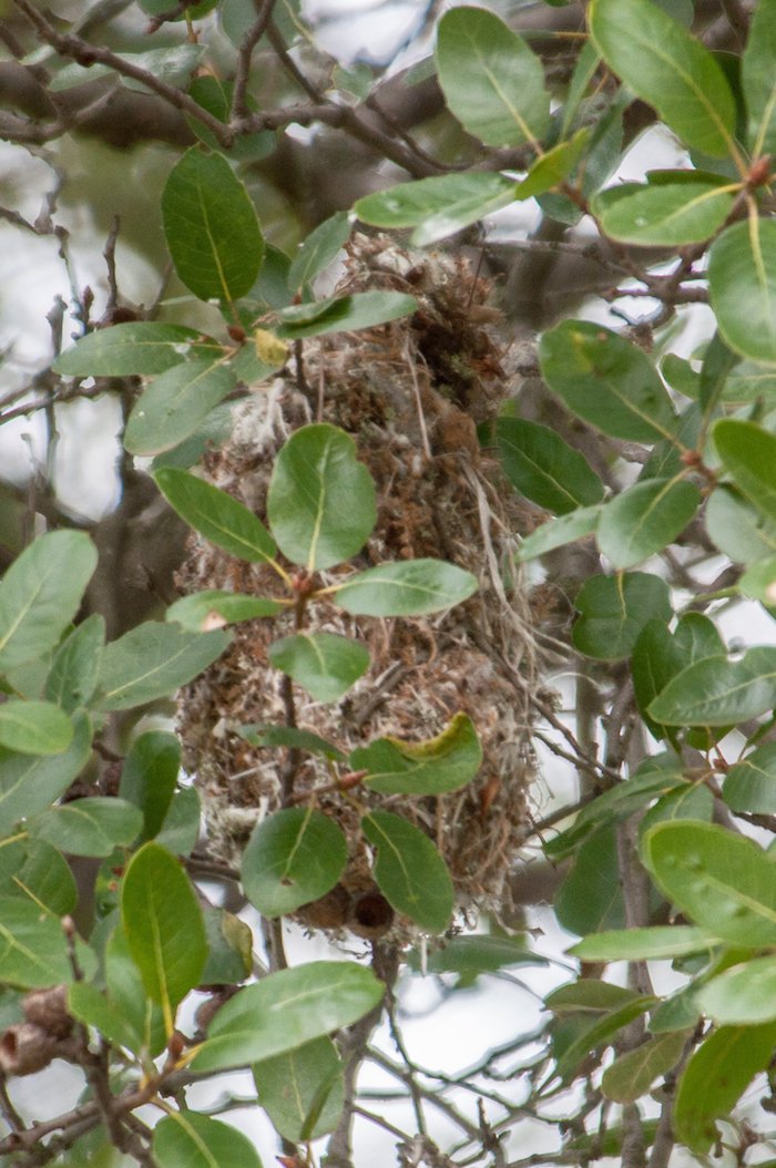 Bushtit Nest