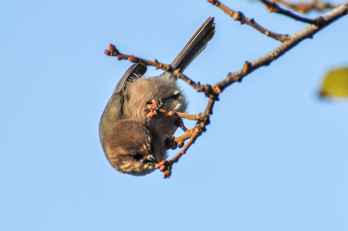 Bushtit Male