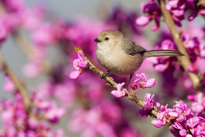 Bushtit Male