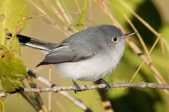 Blue-gray Gnatcatcher