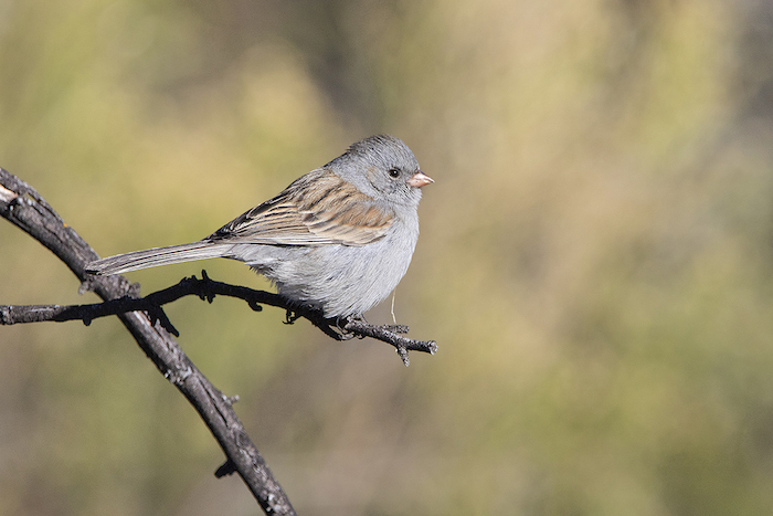 Black-chined Sparrow