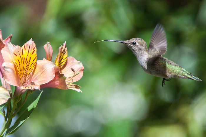Anna's Hummingbird Female Feeding from Peruvian Lily