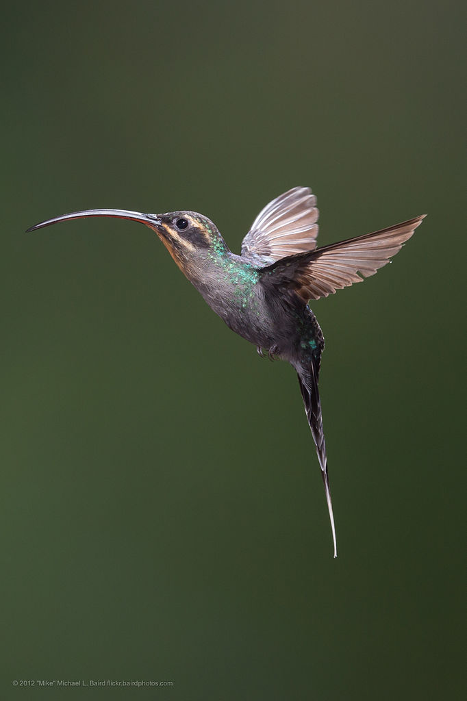 Green Hermit Female