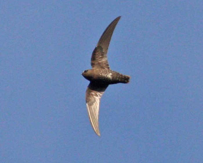 Black Swift