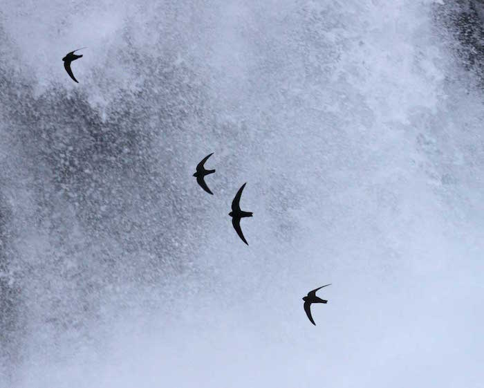 Black Swifts at Burney Falls