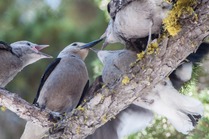 Clark's Nutcracker Feeding Young