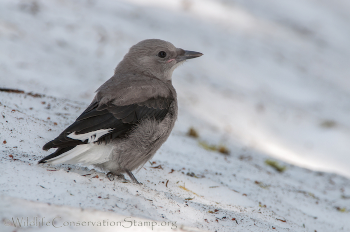 Clark's Nutcracker Juvenile