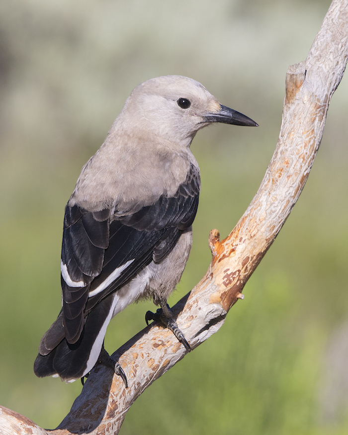 Clark's Nutcracker