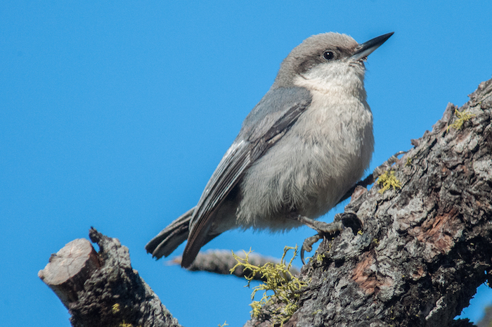 Pygmy Nuthatch