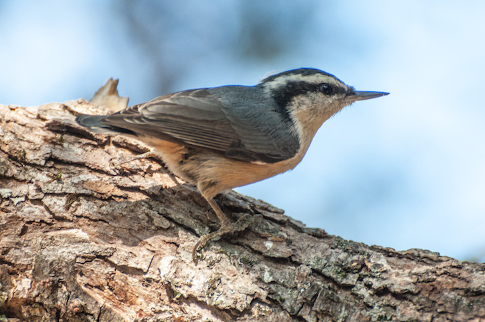 Red-breasted Nuthatch