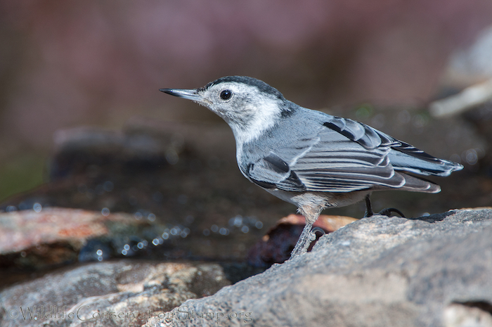 White-breasted Nuthatch