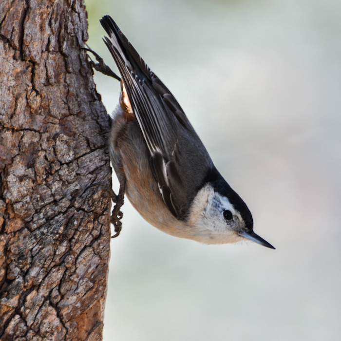 White-breasted Nuthatch