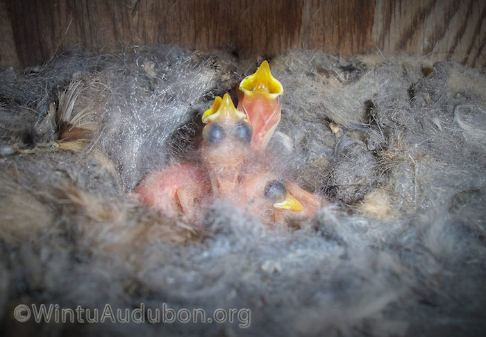 White-breasted Nuthatch Nestlings in Nest Box