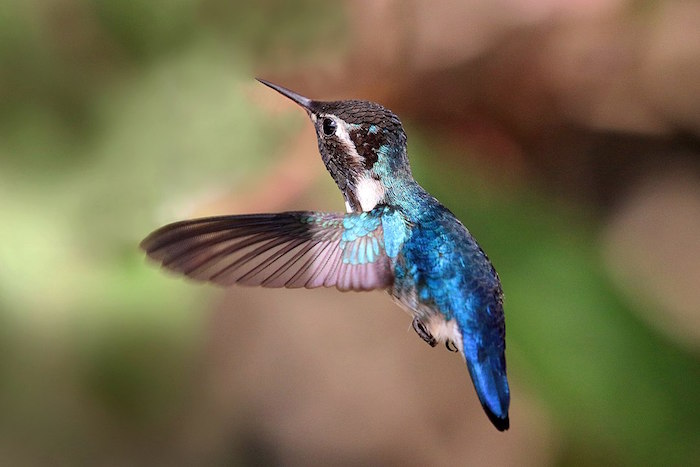 Bee Hummingbird