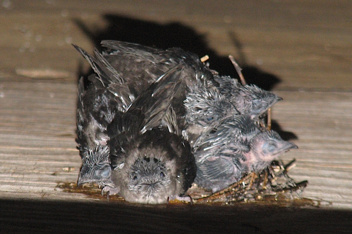 Chimney Swift on Nest