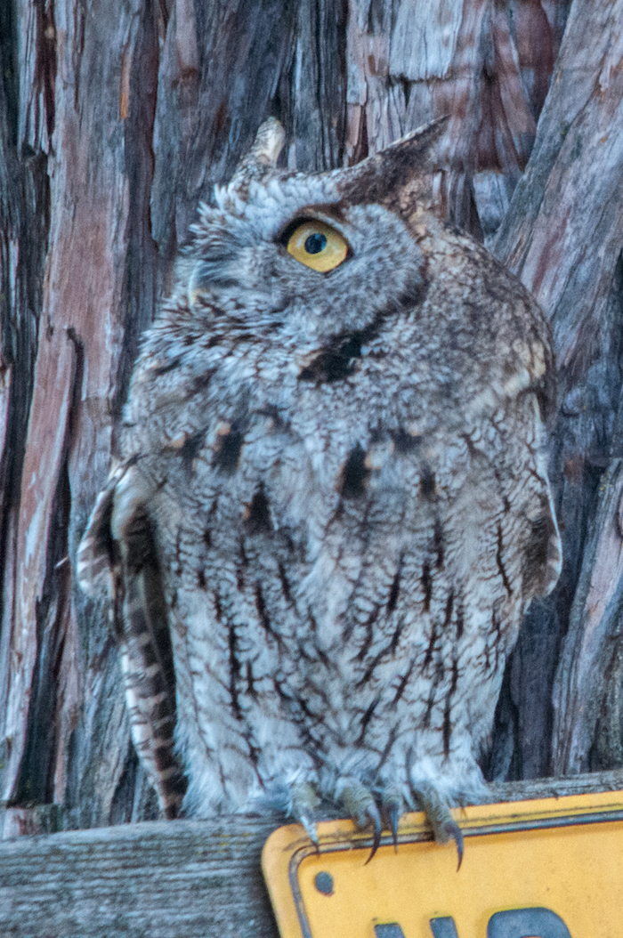 Western Screech-Owl