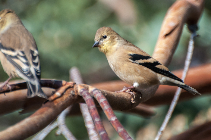 American Goldfinch