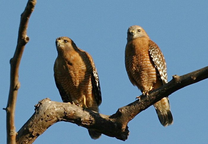 Red-shouldered Hawk Pair