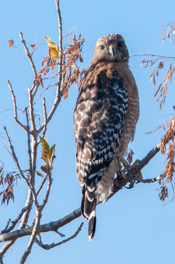 Red-shouldered Hawk