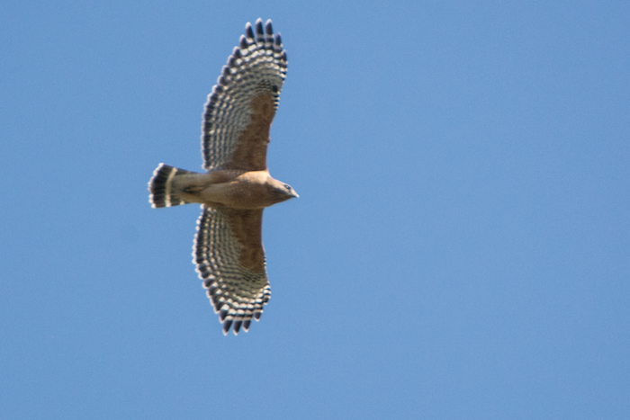 Red-shouldered Hawk in Flight