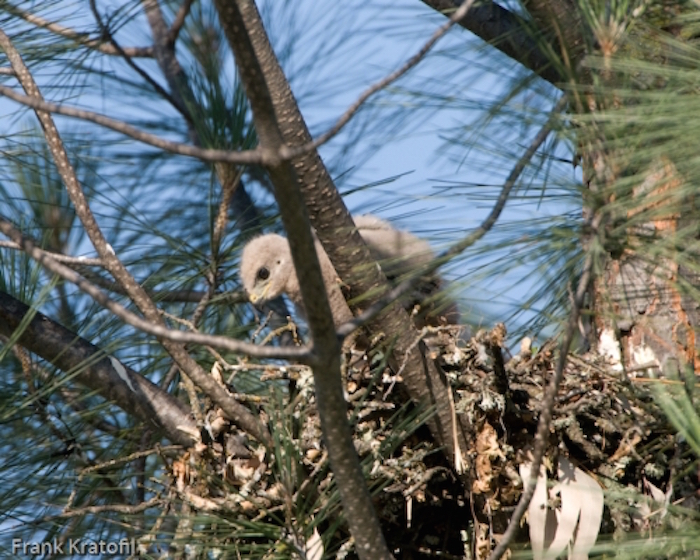 Red-shouldered Hawk Nestling