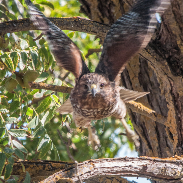 Red-shouldered Hawk Hunting