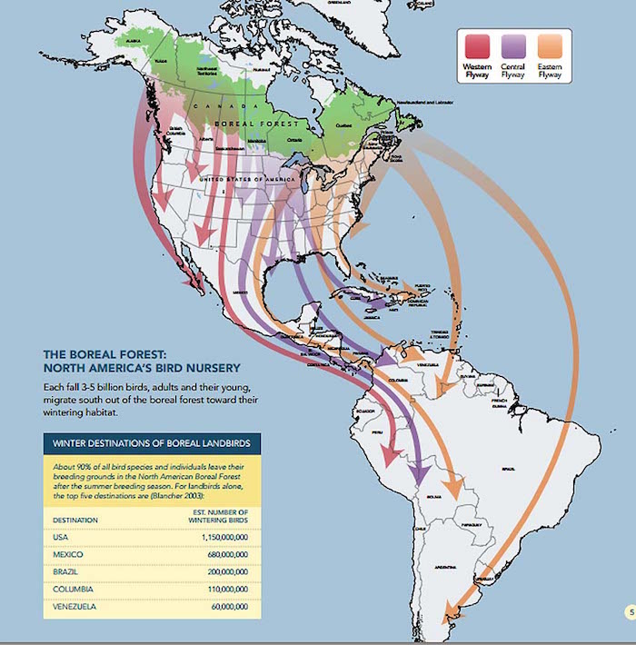 Boreal Bird Migration Map