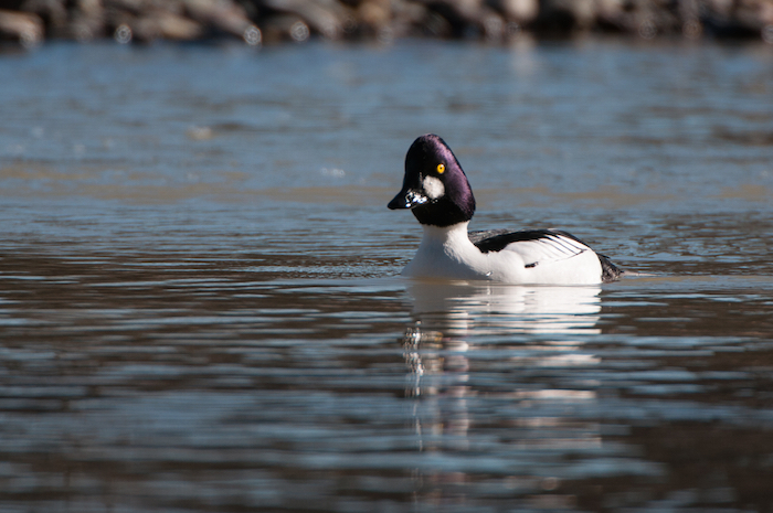 Common Goldeneye Drake