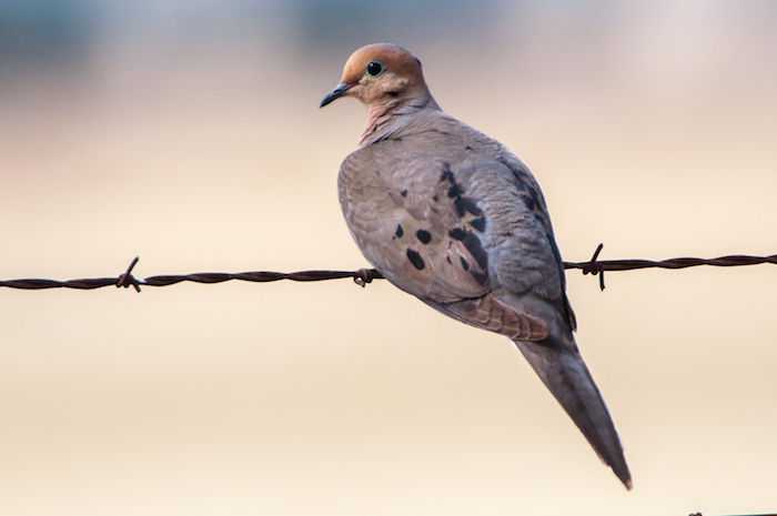 Mourning Dove