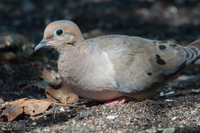 Mourning Dove