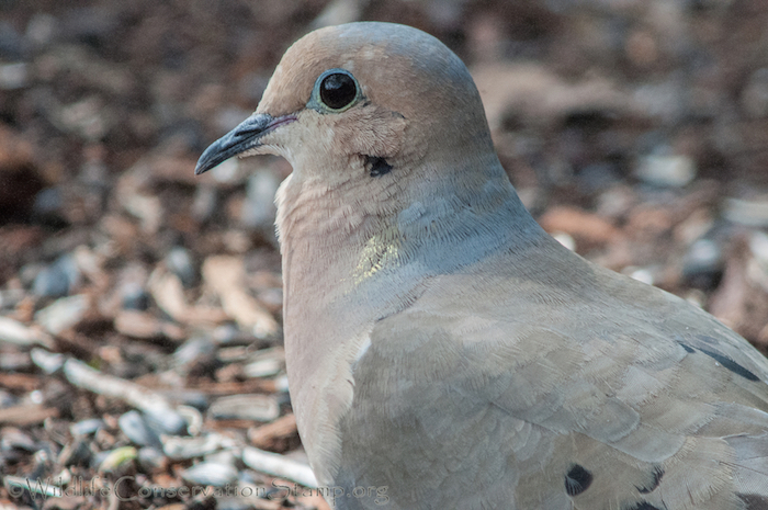 Mourning Dove