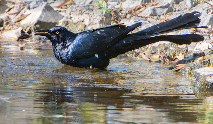 Great-tailed Grackle Male