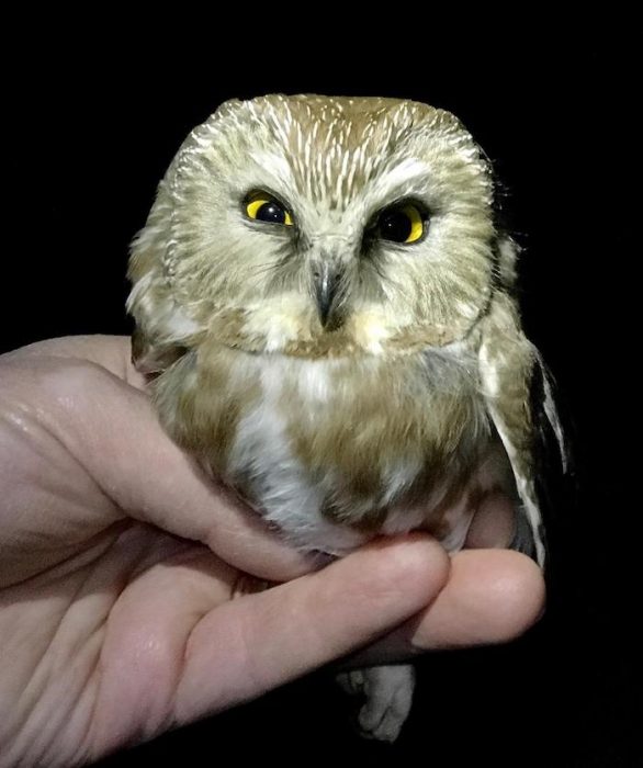 The Little All-over Invisible Owl - Wintu Audubon Society