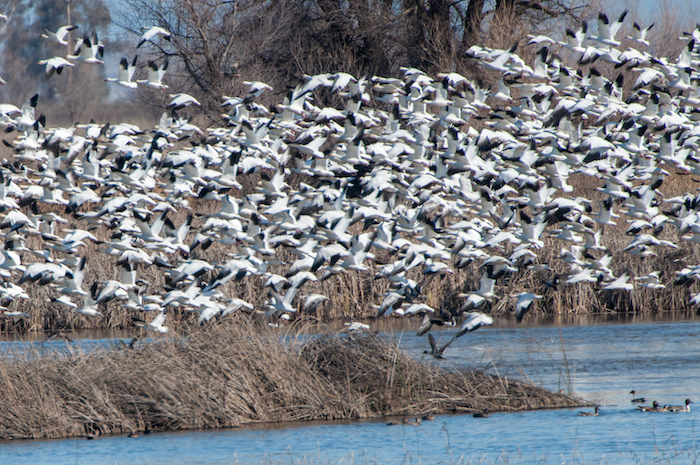 Snow Goose Flock