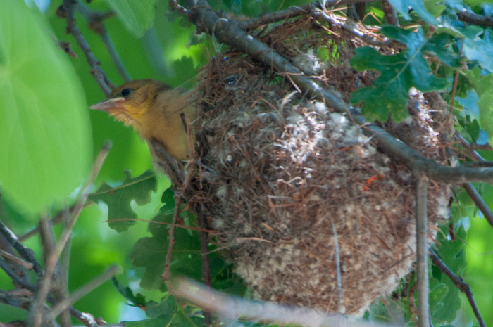 Bullock's Oriole Nestling