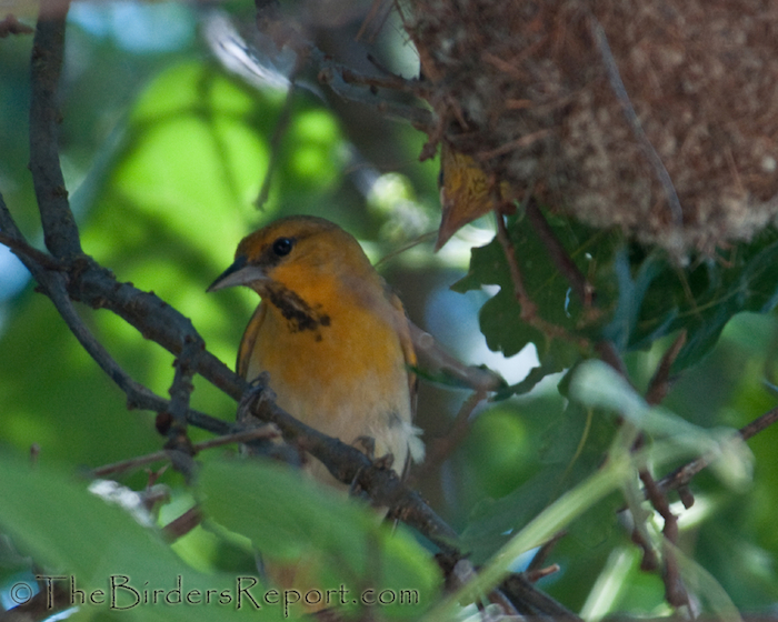 Bullock's Oriole Female